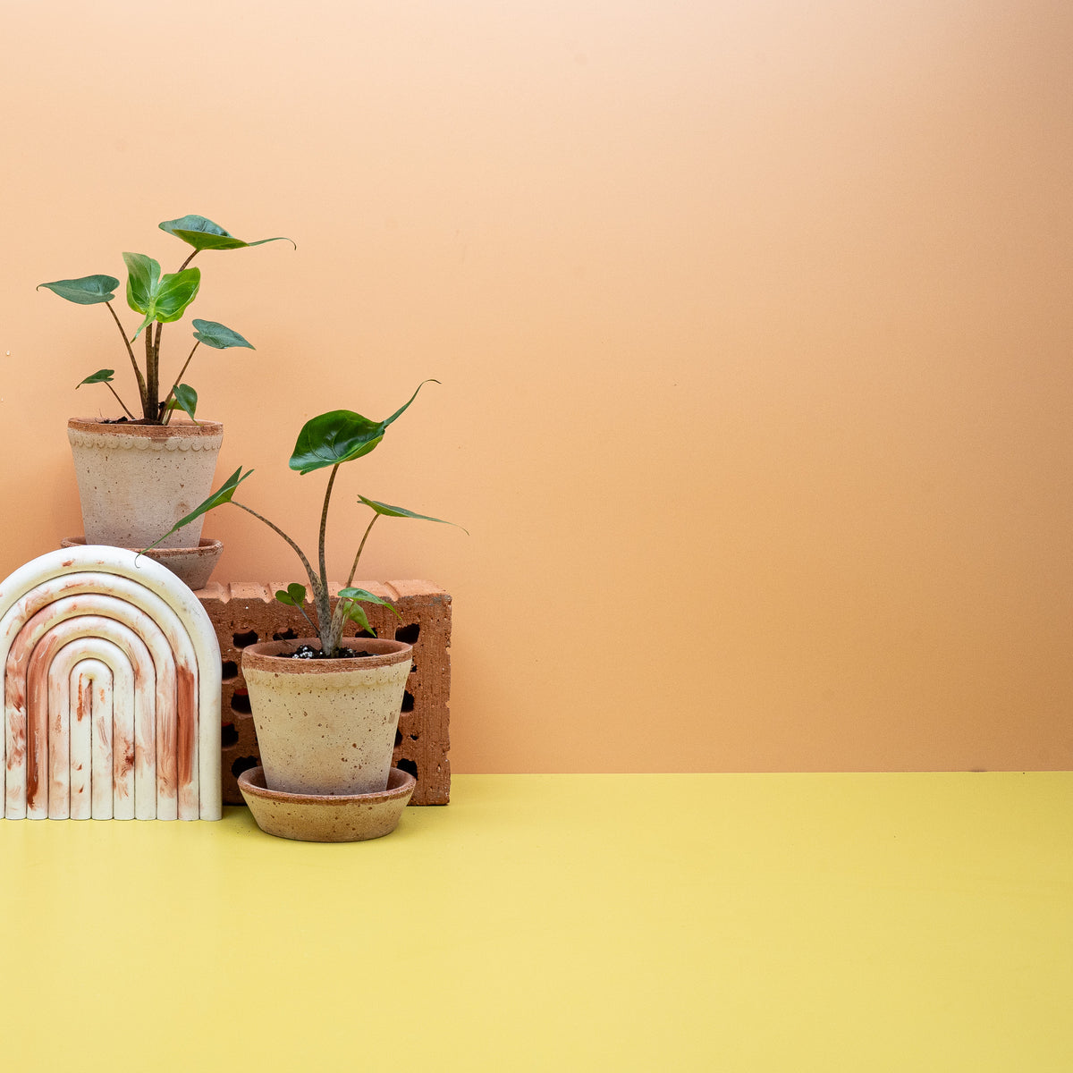 Alocasia Stingray – aufrechter Wuchs im Kulturtopf