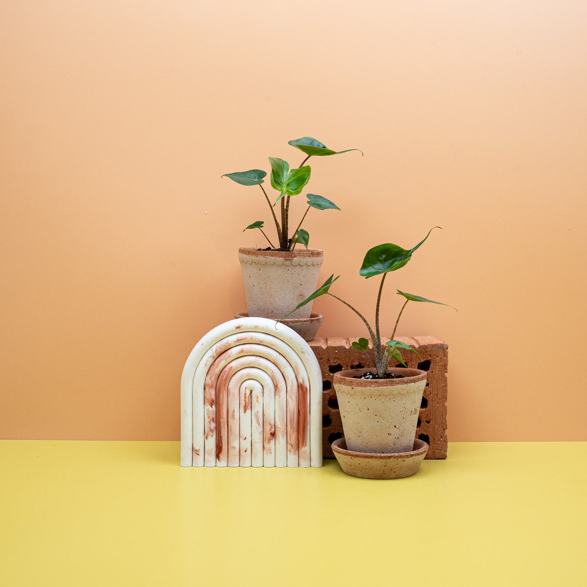 Alocasia Stingray – Blatt mit rochenartiger Spitze