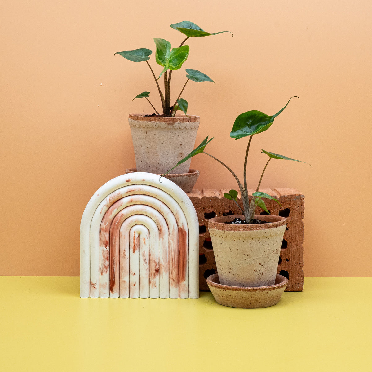 Alocasia Stingray als tropische Zimmerpflanze – potflourri