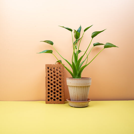 Alocasia Tiny Dancer – Zimmerpflanze mit filigranem Wuchs – potflourri