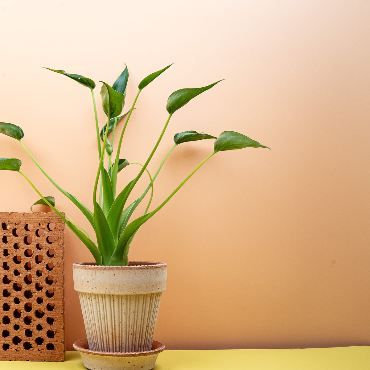 Alocasia Tiny Dancer, schlanke, geschwungene Blattstiele