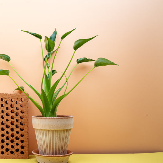 Alocasia Tiny Dancer – Zimmerpflanze mit filigranem Wuchs – potflourri
