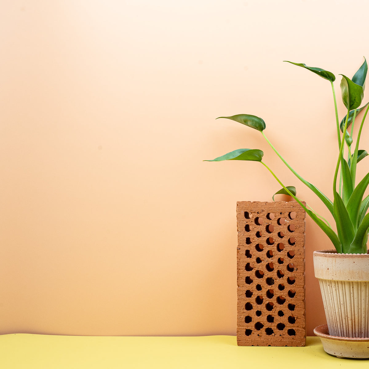 Alocasia Tiny Dancer, kleine, rundliche Blätter
