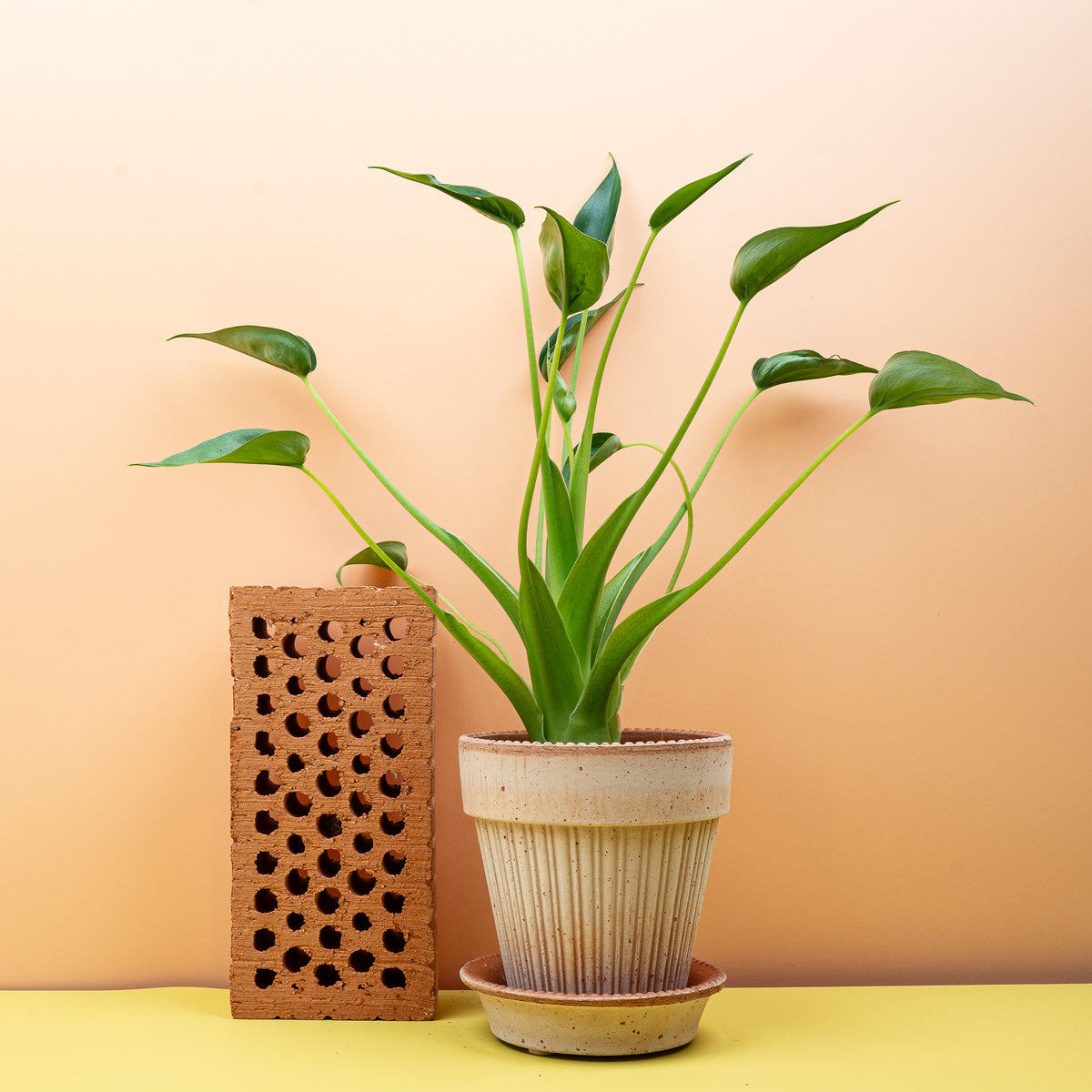 Alocasia Tiny Dancer, kompakte Größe für Regale und Sideboards