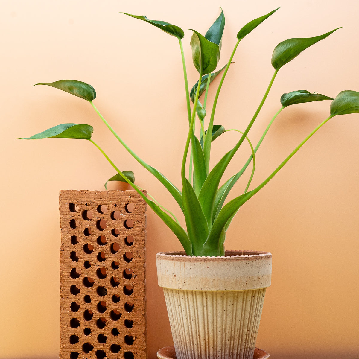 Alocasia Tiny Dancer, beliebte Sammlerpflanze