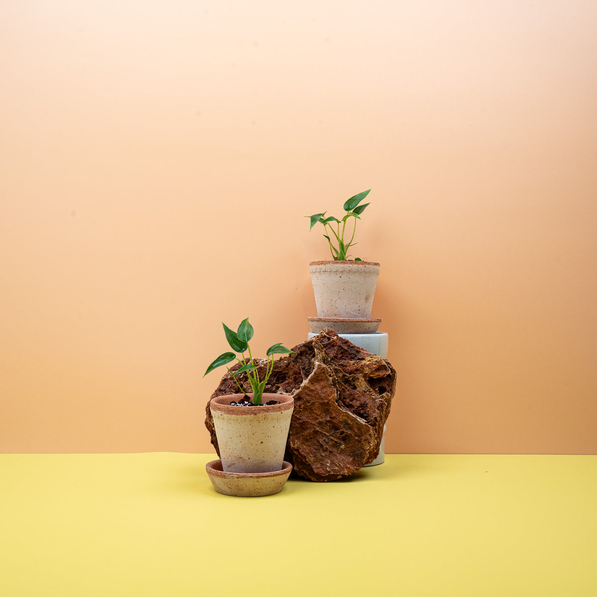 Alocasia Tiny Dancer mit löffelartigen Blättern