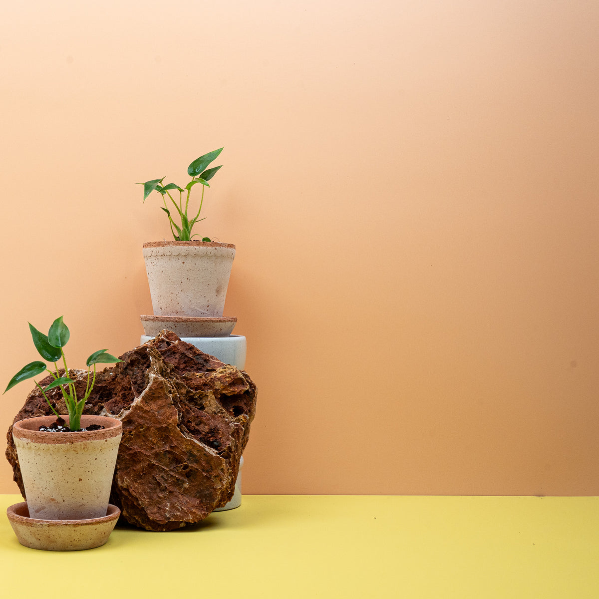 Alocasia Tiny Dancer – lange, geschwungene Blattstiele