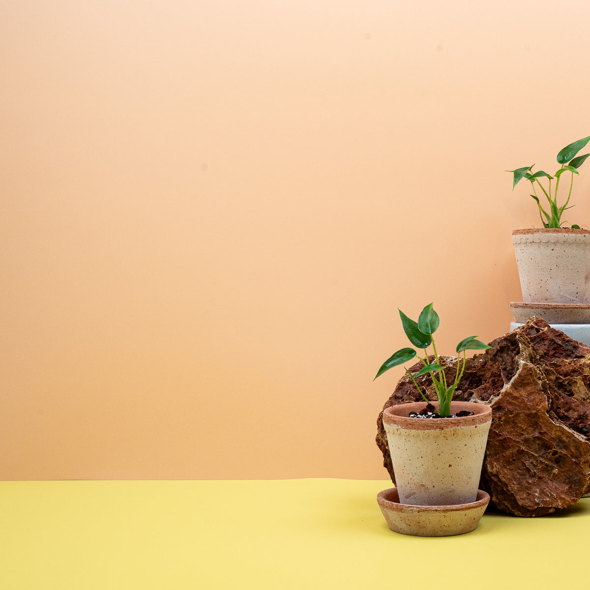 Alocasia Tiny Dancer als kompakte Zimmerpflanze im Topf