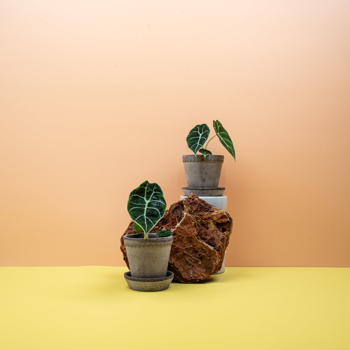 Alocasia Watsoniana – Alokasie mit dunkelgrünen, länglichen Blättern – potflourri