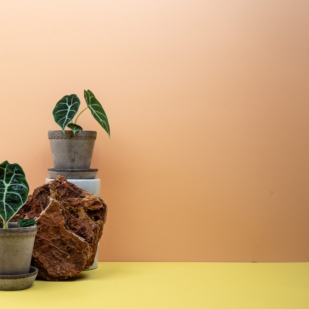 Alocasia Watsoniana – Zimmerpflanze mit plastischer Aderung – potflourri
