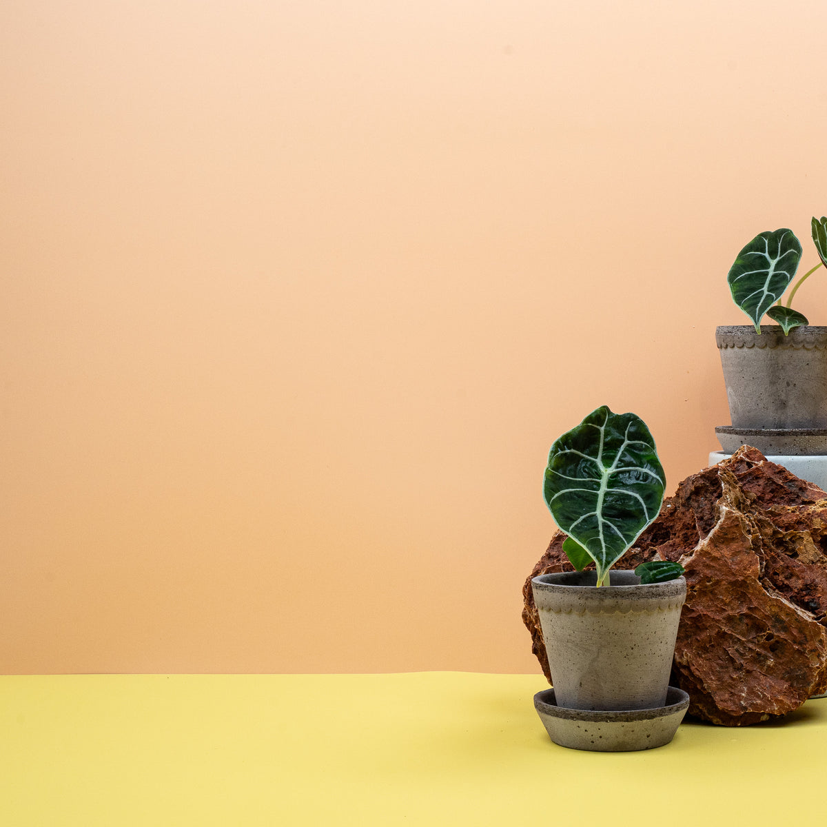 Alocasia Watsoniana – gewellte, strukturierte Blattoberfläche – potflourri