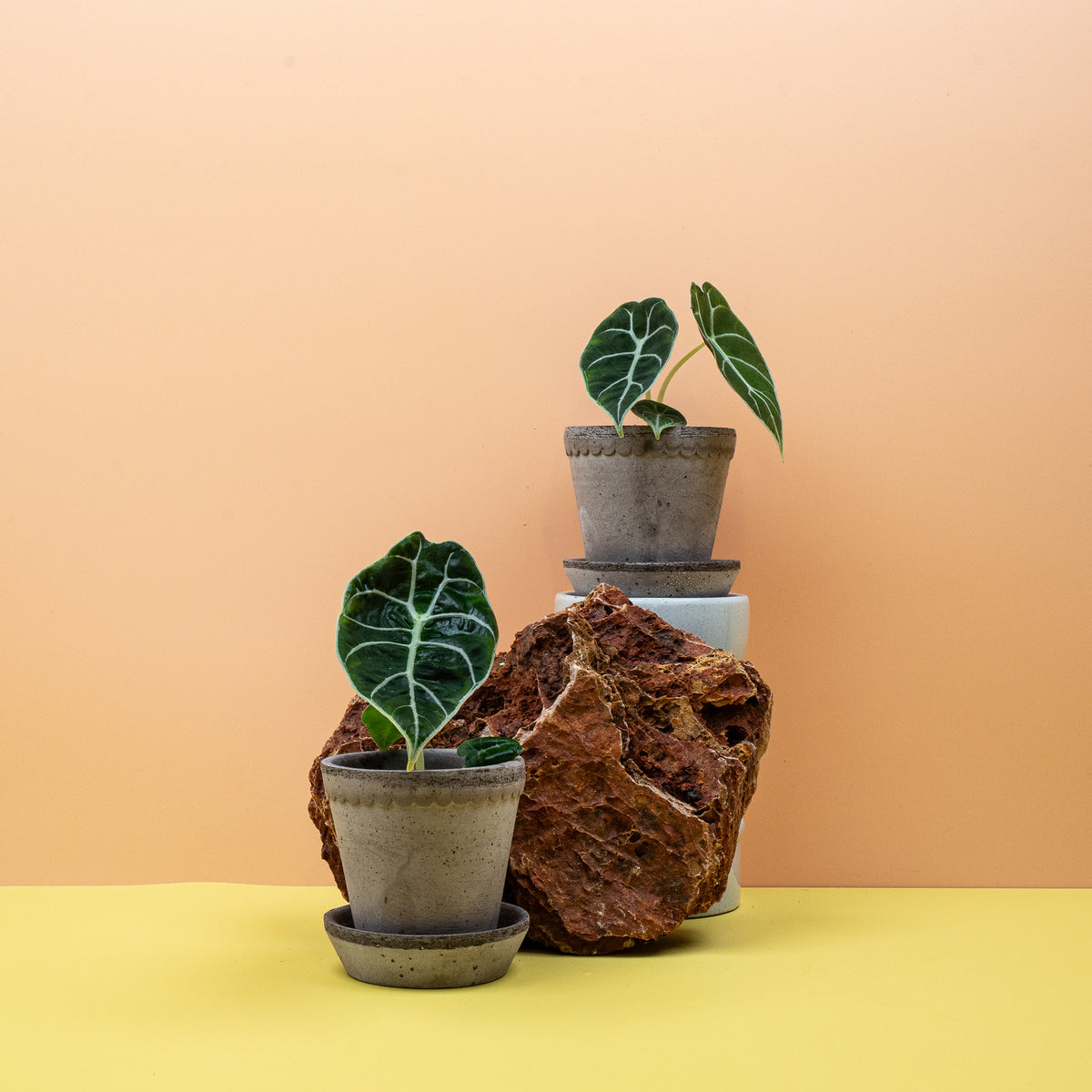 Alocasia Watsoniana – Aronstabgewächs der Gattung Alocasia – potflourri