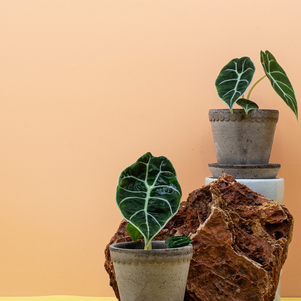 Alocasia Watsoniana – seltene Sammlerpflanze für Alocasia-Fans – potflourri
