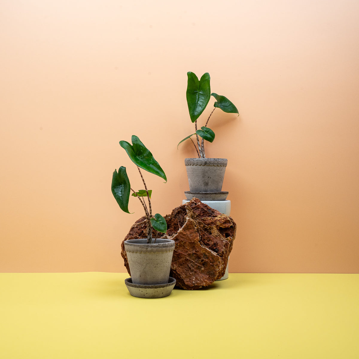 Alocasia zebrina mit gestreiften Blattstielen und pfeilförmigem Blatt – potflourri