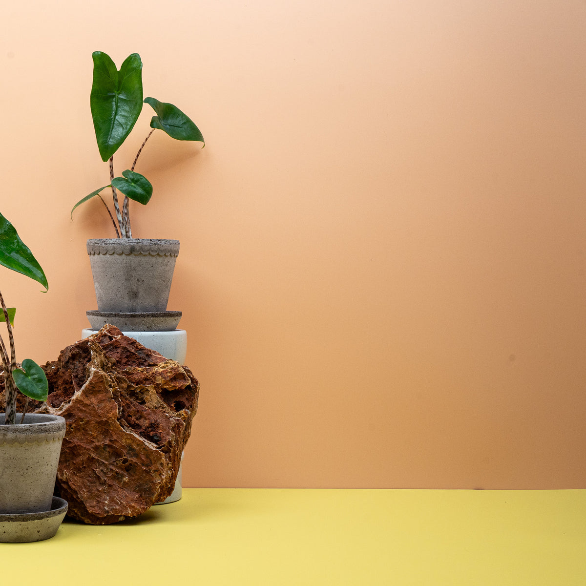 Alocasia Zebrina, sattgrünes Blatt mit deutlich sichtbaren Blattadern