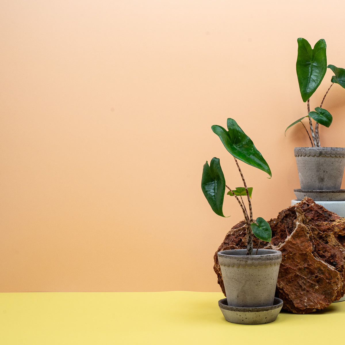 Alocasia Zebrina mit kontrastreich gemustertem Blattstiel