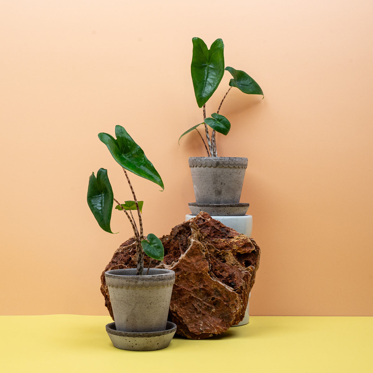 Alocasia Zebrina, aufrecht wachsende Blattschmuckpflanze für helle Räume