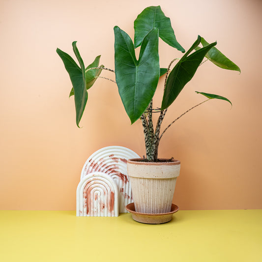 Alocasia Zebrina – Zimmerpflanze mit gestreiften Blattstielen – potflourri