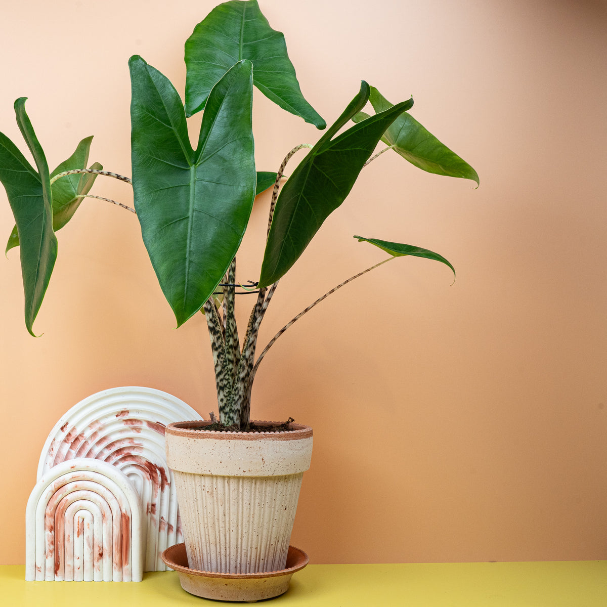 Alocasia Zebrina, pfeilförmige sattgrüne Blätter