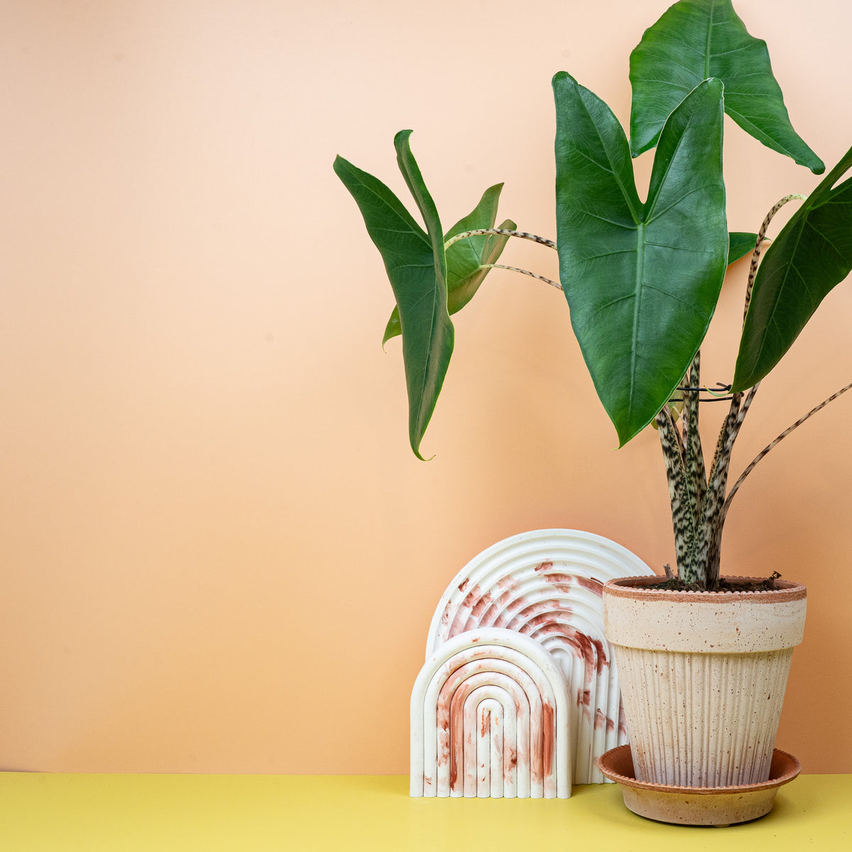 Alocasia Zebrina – zebraartige Stielmusterung