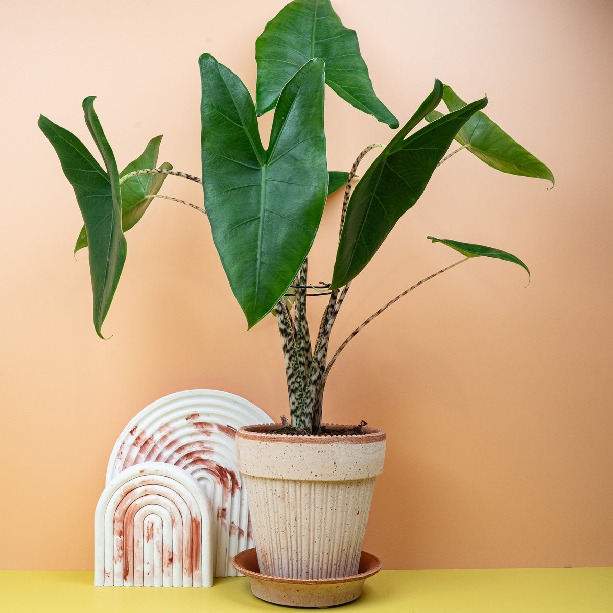 Alocasia Zebrina, aufrechter Wuchs