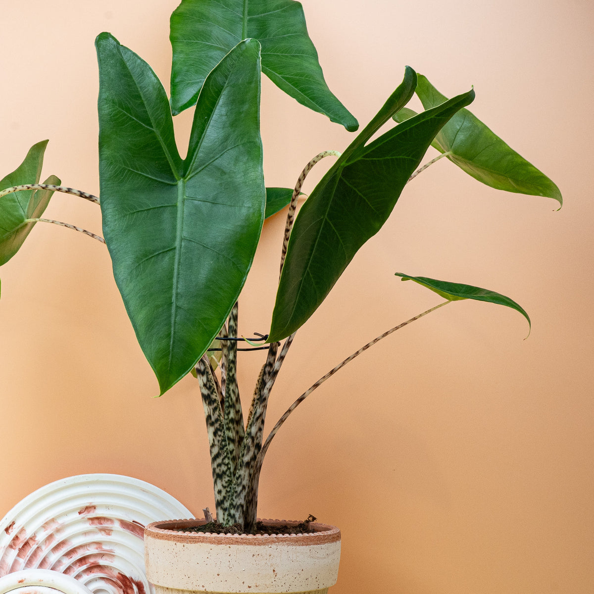 Alocasia Zebrina – tropischer Charakter