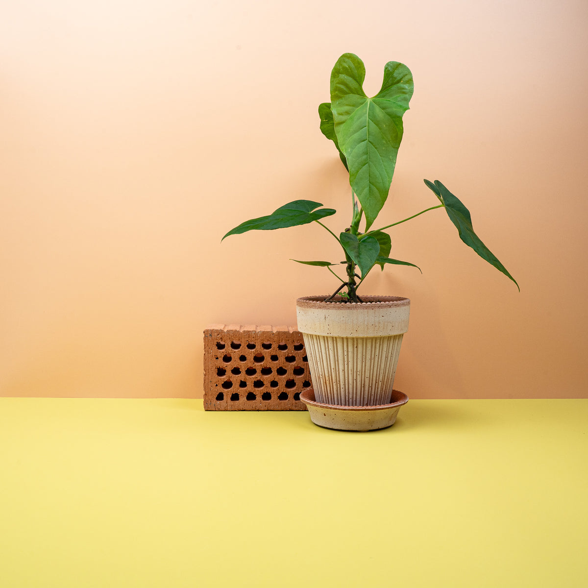 Anthurium Balaoanum mit tief ausgeprägtem Blattsinus