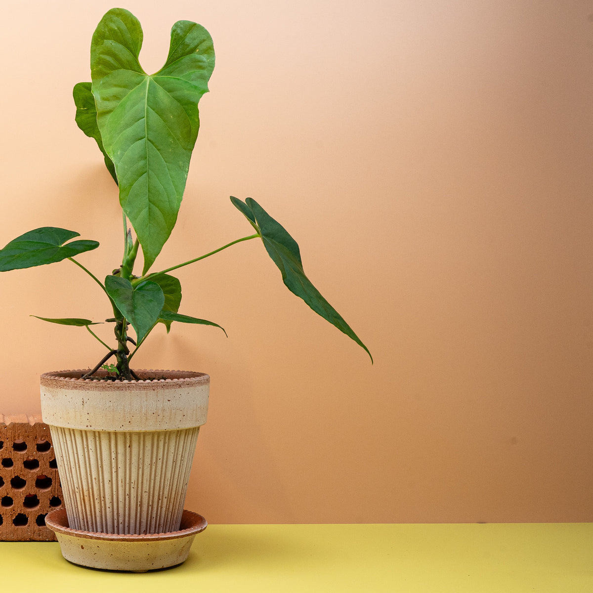 Anthurium Balaoanum, frisches Blattgrün
