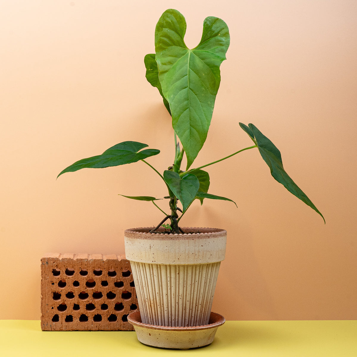 Anthurium Balaoanum, pfeilförmige Blätter mit ledriger Struktur – potflourri