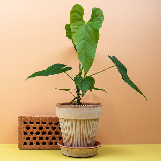 Anthurium Balaoanum, pfeilförmige Blätter mit ledriger Struktur – potflourri
