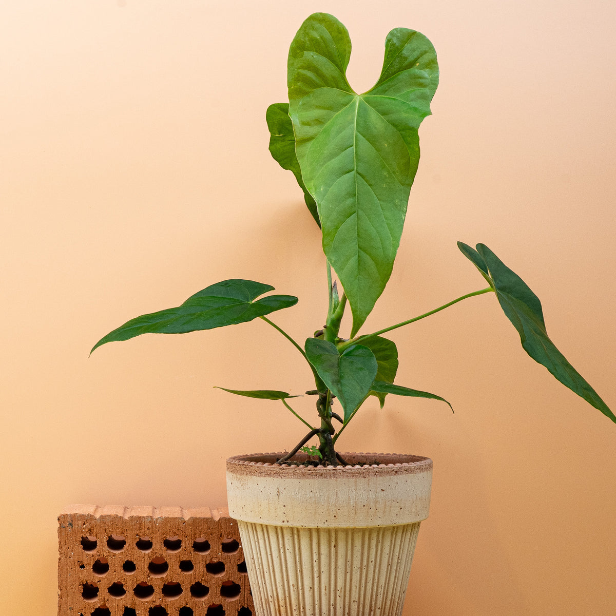 Anthurium Balaoanum, Blattstruktur in Nahaufnahme