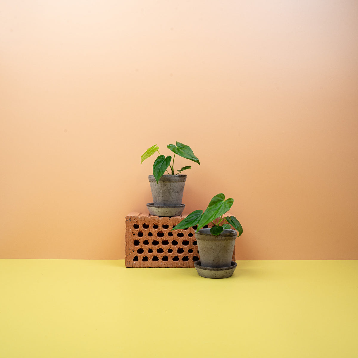Anthurium Balaoanum, Blattdetail – Ansicht 7