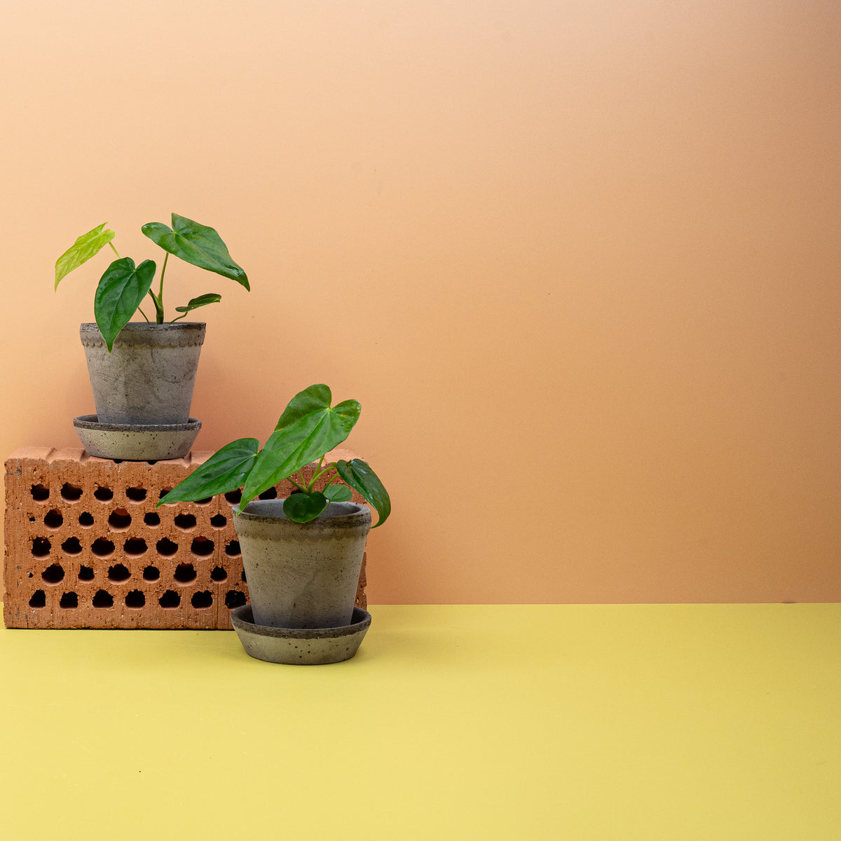 Anthurium Balaoanum im Topf – Ansicht 8