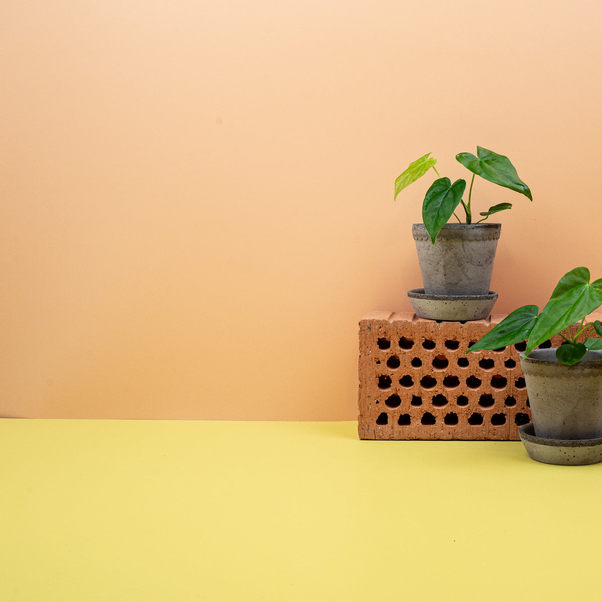 Anthurium Balaoanum, Wuchsform – Ansicht 9