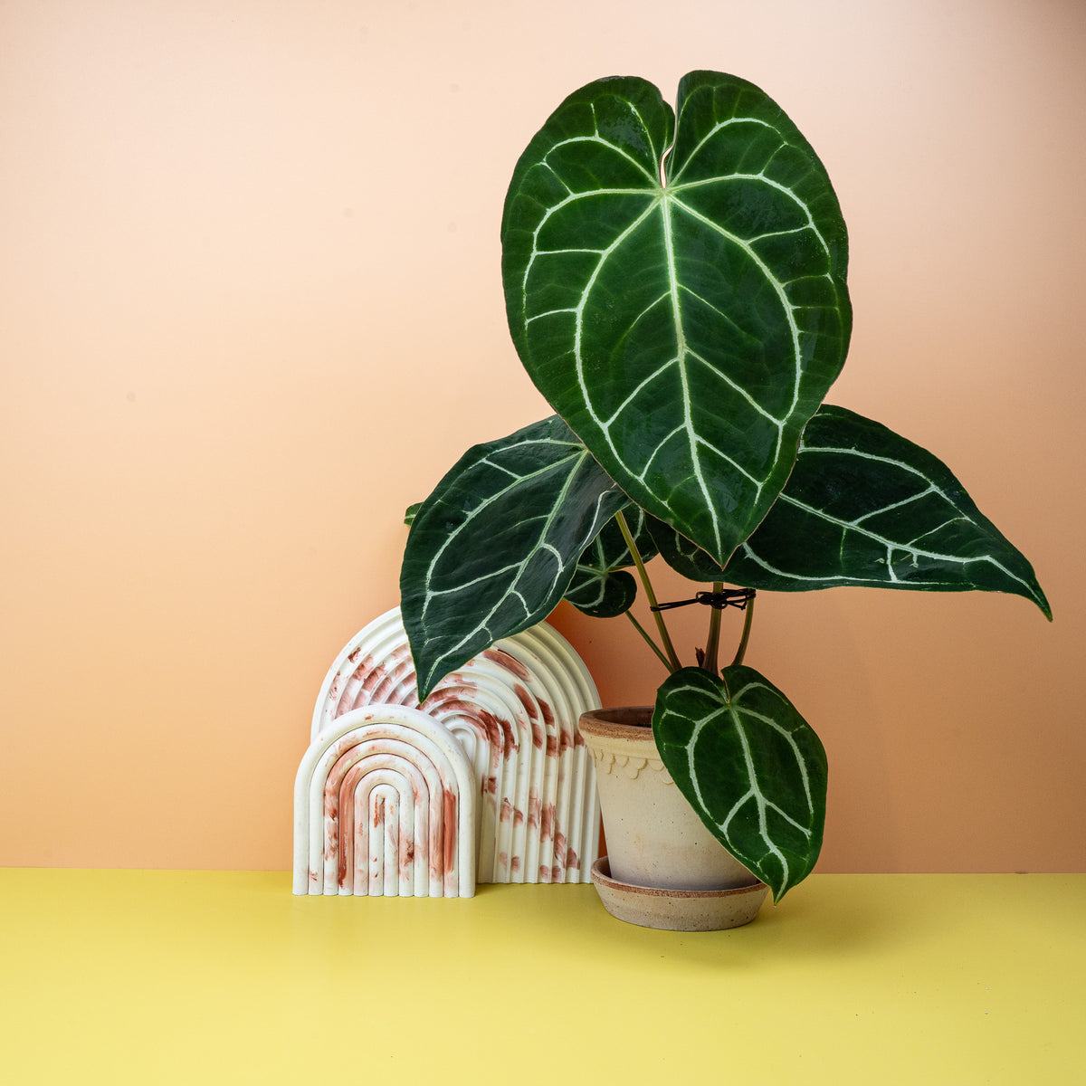 Anthurium Crystallinum – Sammler-Anthurie mit samtigen Herzblättern – potflourri