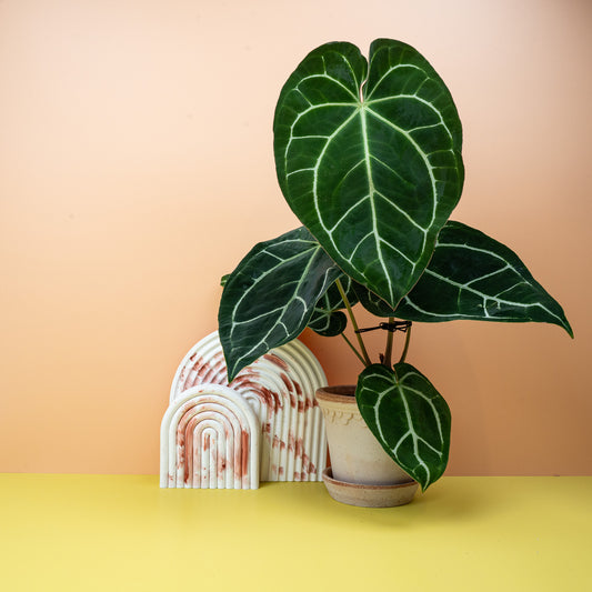 Anthurium Crystallinum – Sammler-Anthurie mit samtigen Herzblättern – potflourri