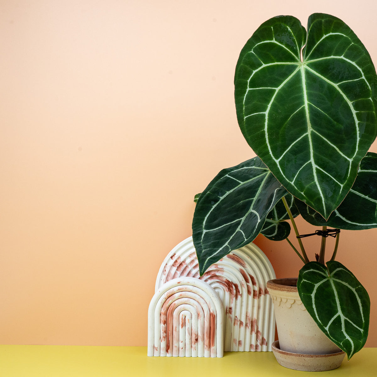 Anthurium Crystallinum, dunkelgrüne, samtig matte Blattoberfläche