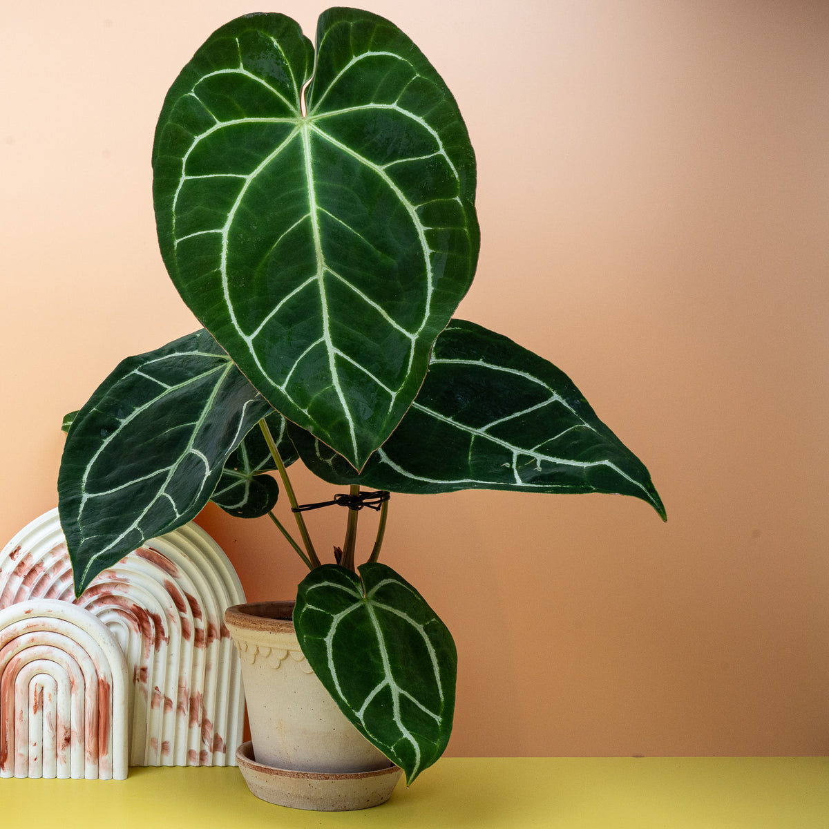 Anthurium Crystallinum, kristallklar wirkende Blattadern