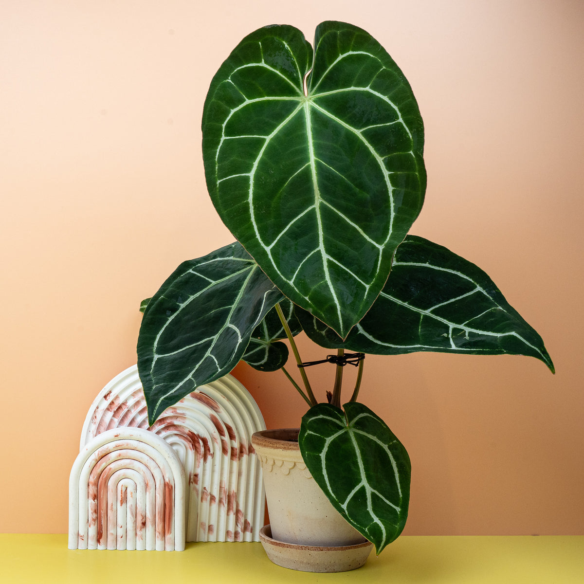 Anthurium Crystallinum, ausdrucksstarke Herzform