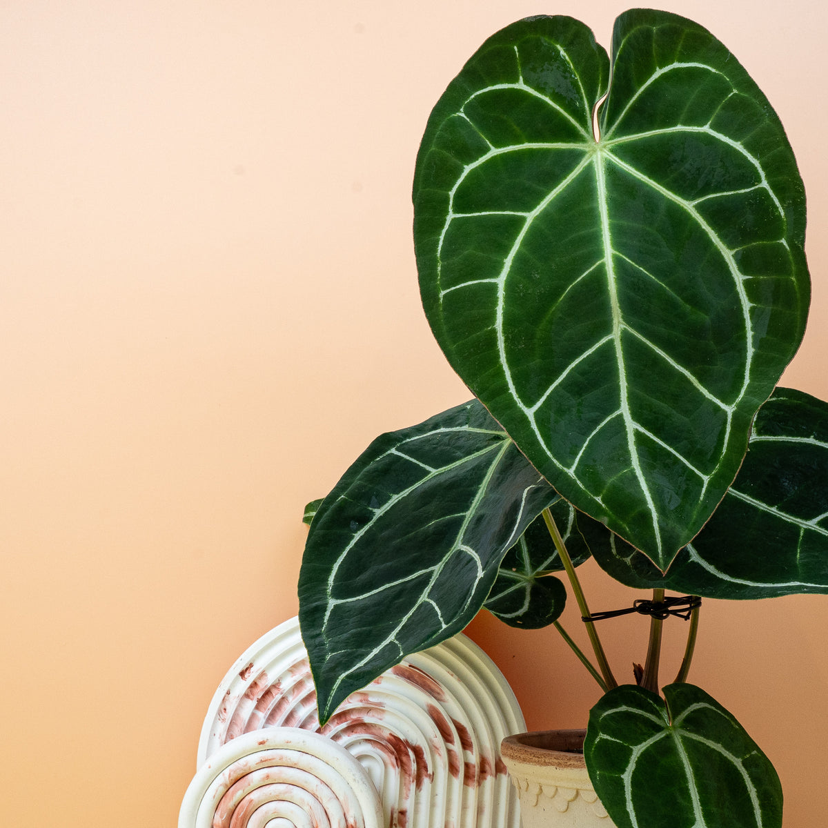 Anthurium Crystallinum, begehrte Sammlerpflanze