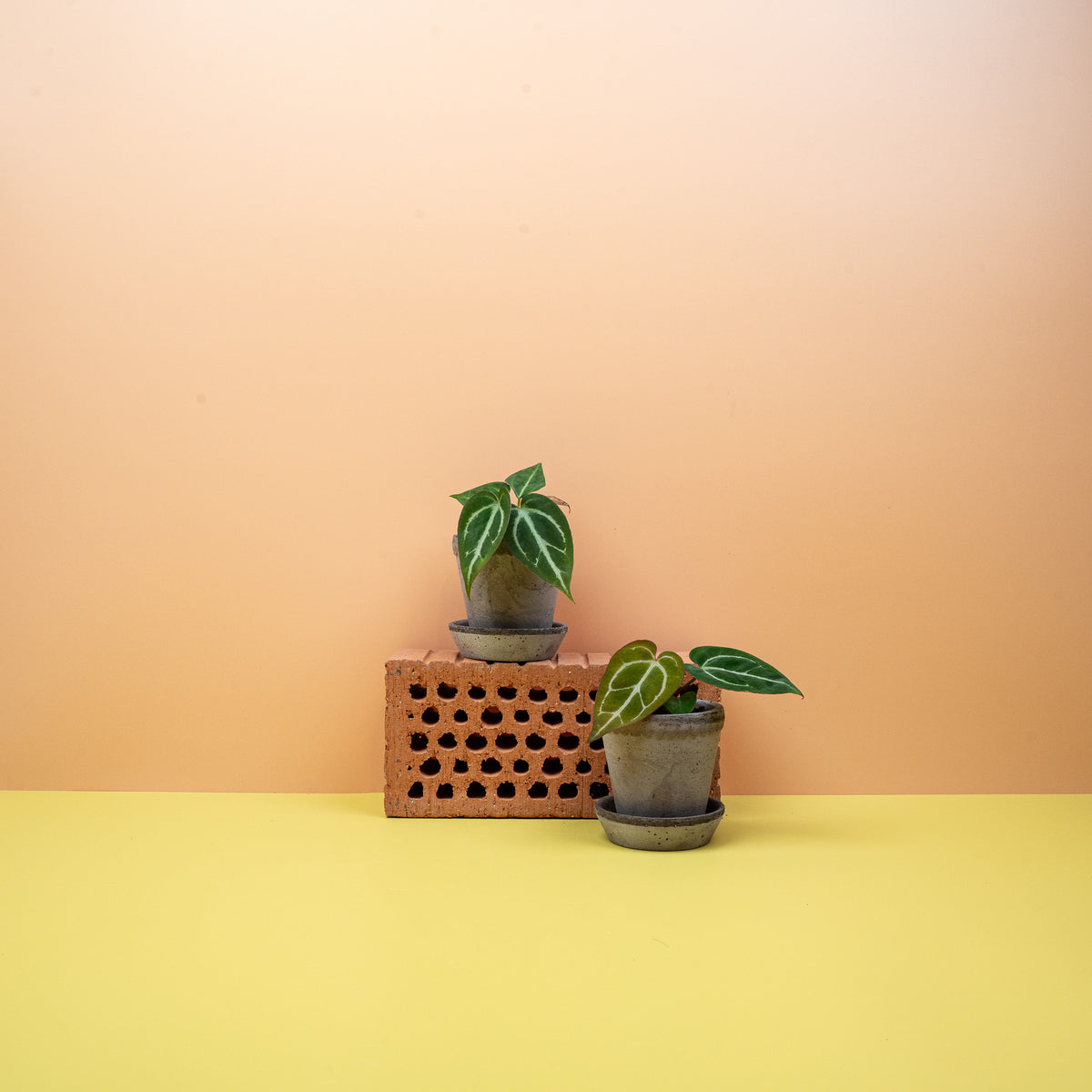 Anthurium Crystallinum – samtig matte Blattoberfläche im Detail