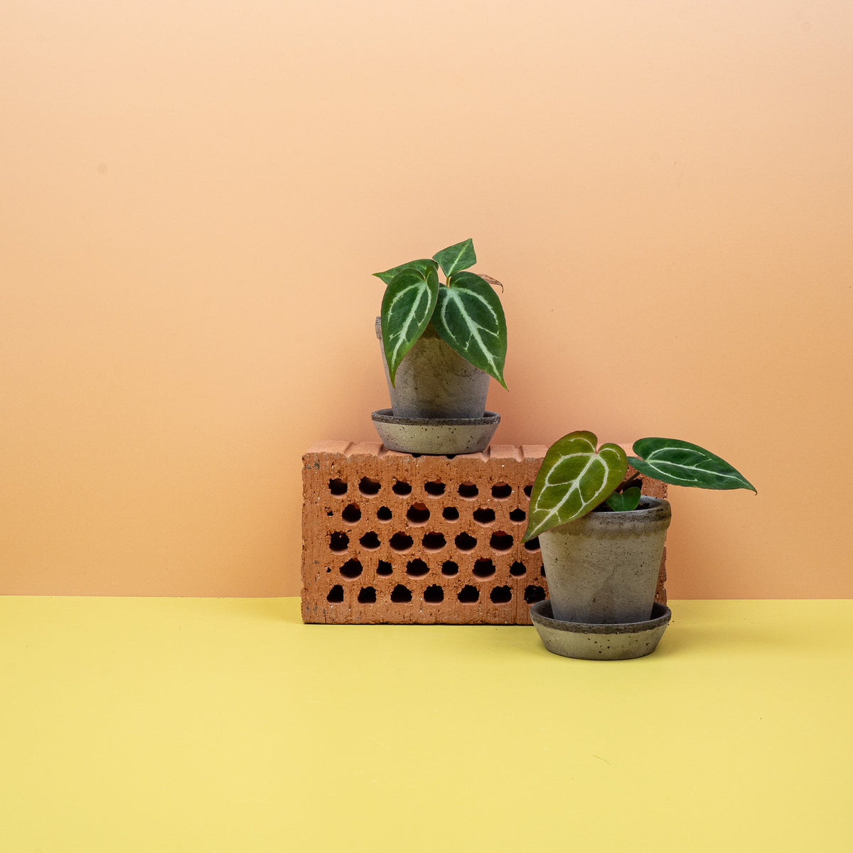 Anthurium Crystallinum – helle Kristalladern auf dunklem Blattgrün