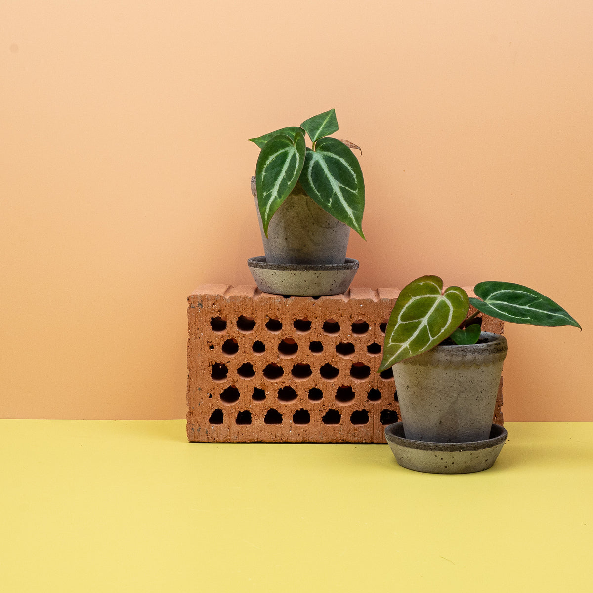 Anthurium Crystallinum – Gesamtwuchs im Kulturtopf