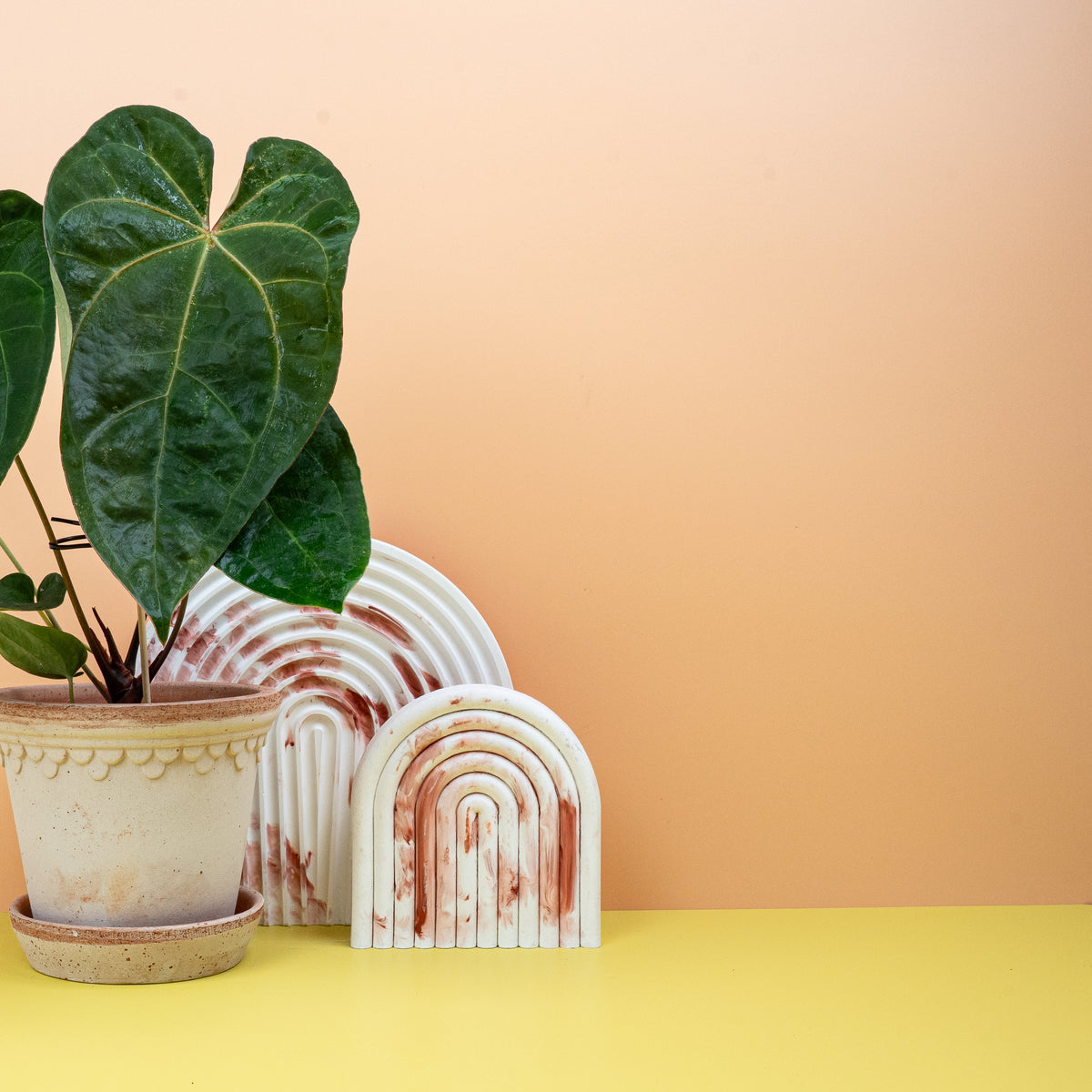 Anthurium Dark Phoenix als exklusive Sammleranthurie