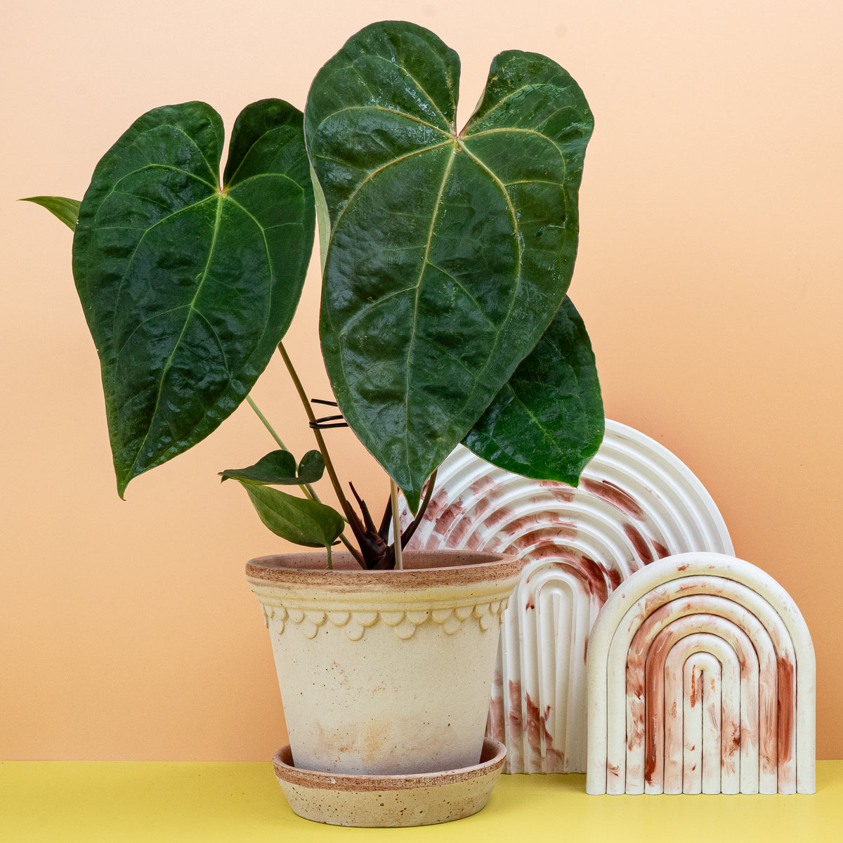 Mystischer Blattkontrast der Anthurium Dark Phoenix