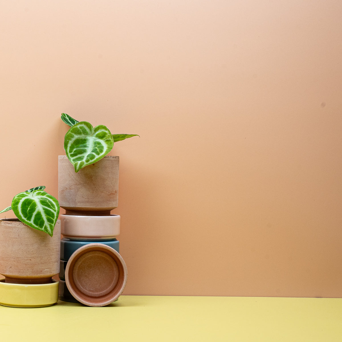 Anthurium Dorayaki, fast runde Blattform im Detail