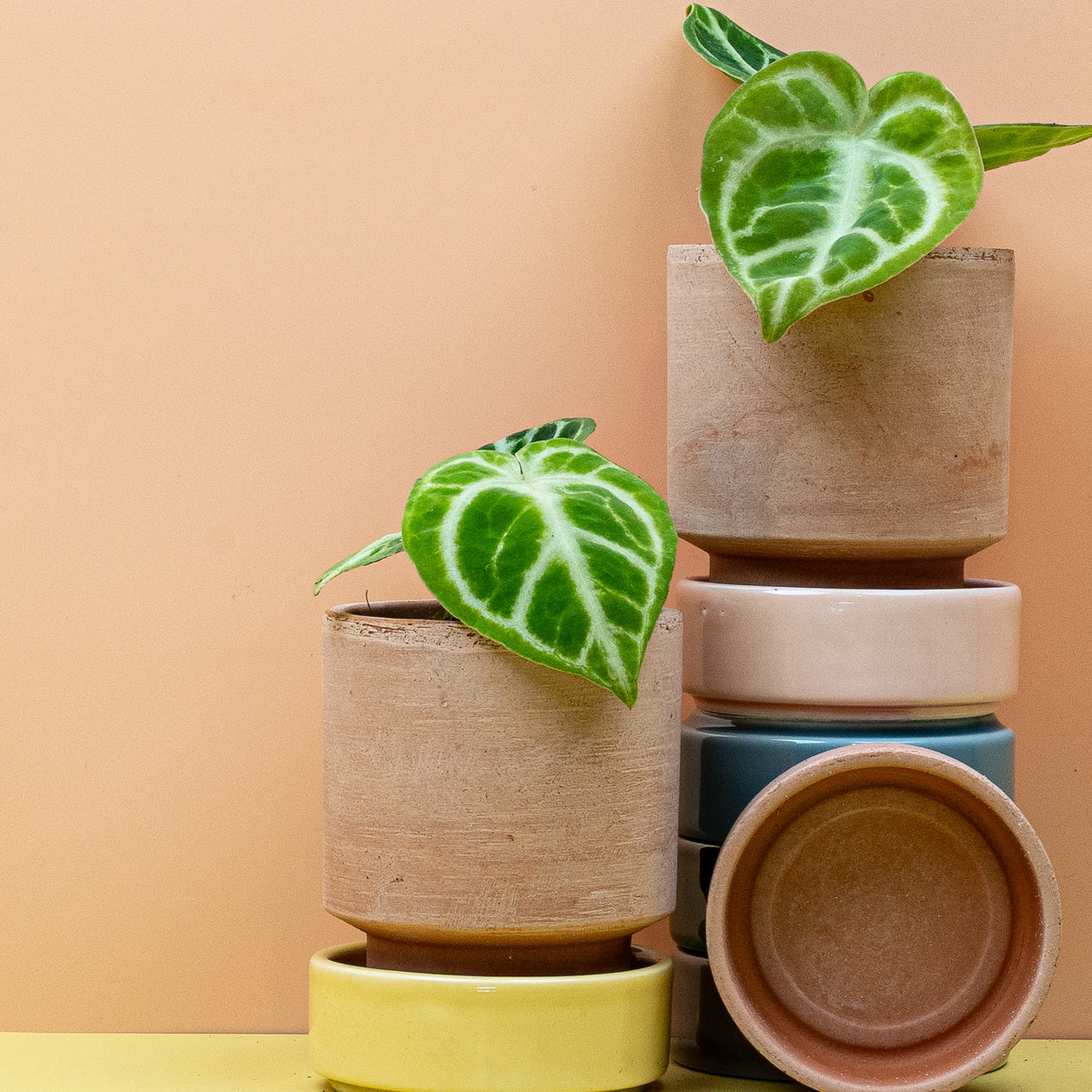 Anthurium Dorayaki, Gesamtansicht der Pflanze