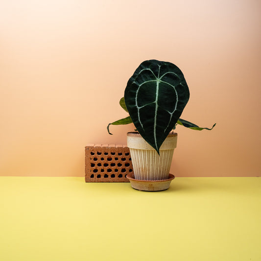 Anthurium Forgetii, ovale Blätter ohne Sinus – potflourri