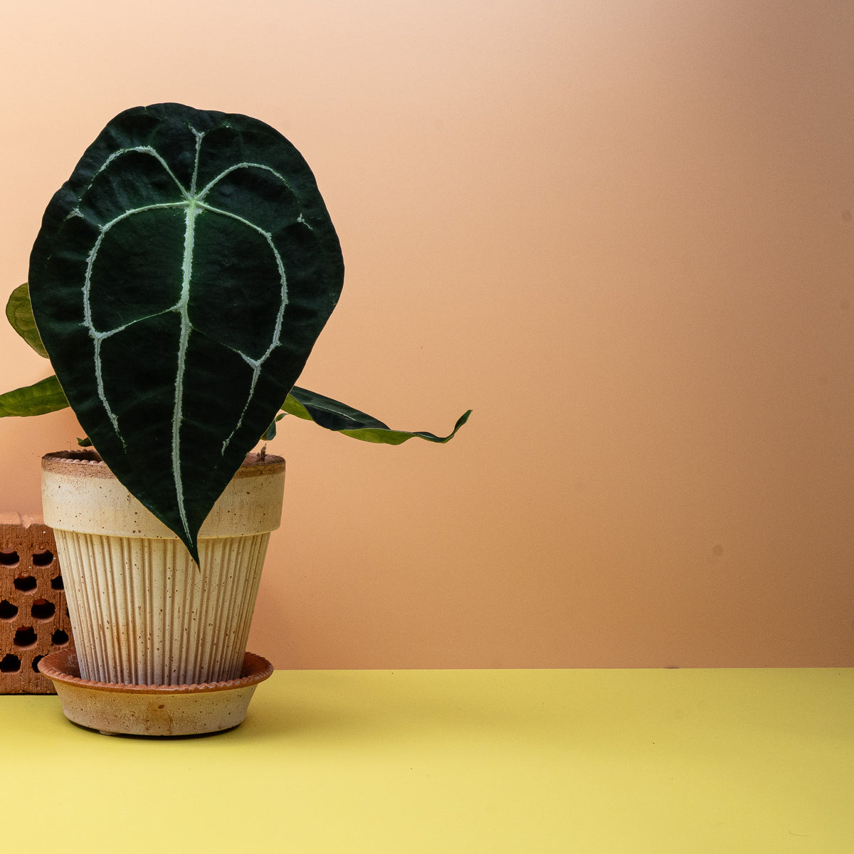 Anthurium Forgetii, samtige dunkelgrüne Oberfläche