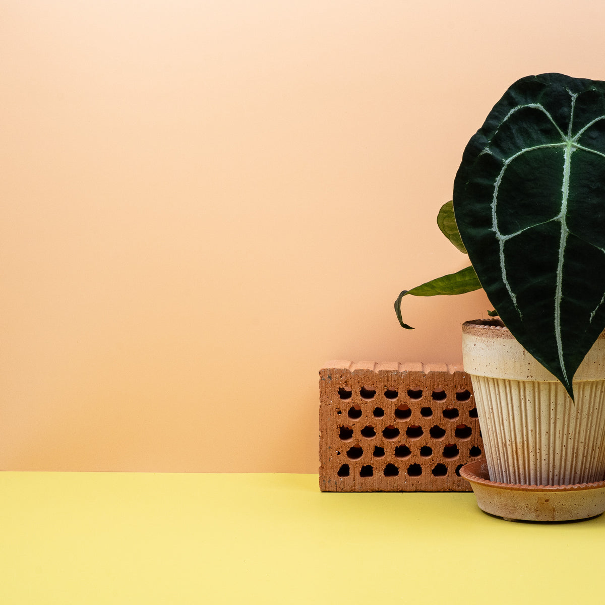 Anthurium Forgetii, elegante Blattform